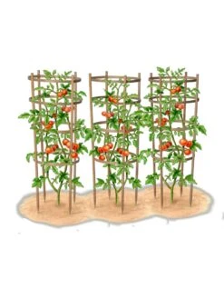 Bamboo Tomato Cages, Set Of 3 -Garden Care Store 8613426 art