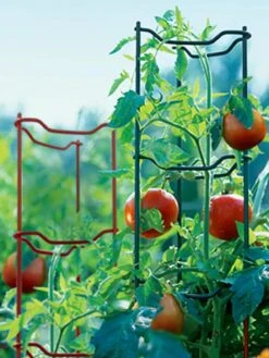 Tomato Ladders, Set Of 3 -Garden Care Store GS34140 001E tif