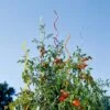 Rainbow Spiral Supports, Set Of 5 -Garden Care Store GS36377 01 tif