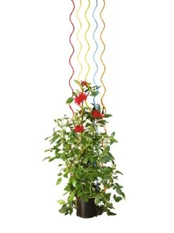 Rainbow Spiral Supports, Set Of 5 -Garden Care Store GS36377 03S tif