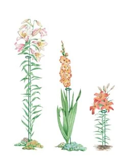 Garden Care Store 12 Single Stem Supports, Set Of 3